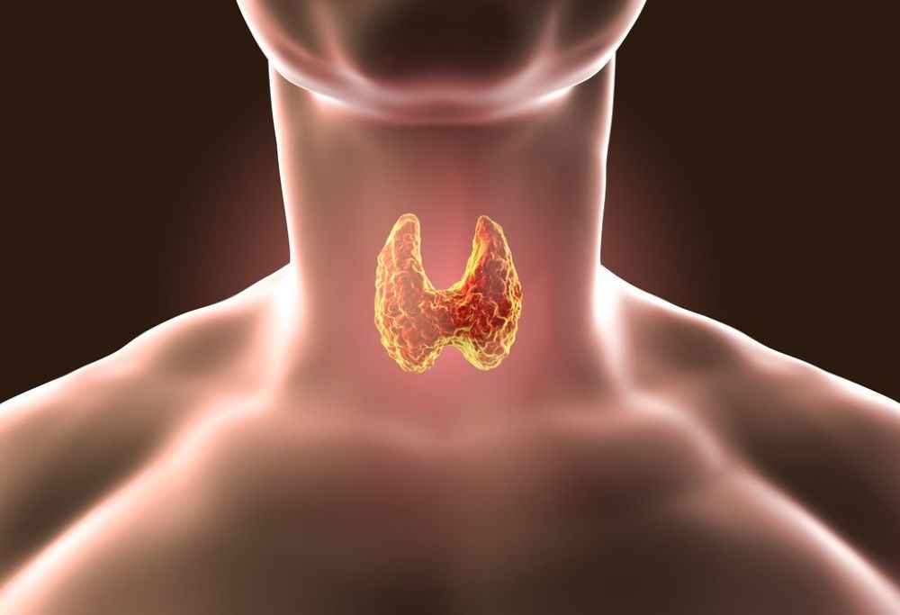 Как поддерживать здоровье щитовидной железы: питание, стресс и йод